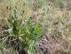 Anemopsis californica (yerba mansa)