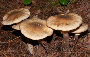 Armillaria mellea (honey mushroom, honey fungus)