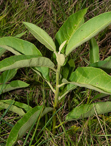 Asclepias incarnata (swamp milkweed, rose milkweed, swamp silkweed, white Indian hemp, scarlet milkweed)