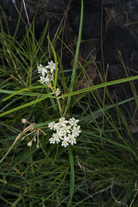 Asclepias linearis (squat milkweed, slim milkweed)