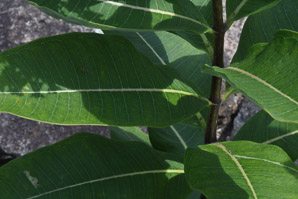 Asclepias viridis (green milkweed)