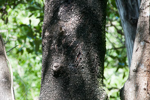 Avicennia germinans (black mangrove)