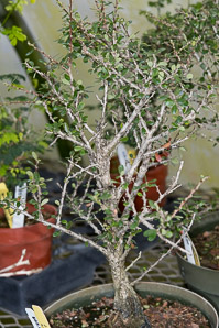 Brya ebenus (Jamaican ebony, Jamaican rain tree)