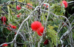 Calliandra haematocephala (red powder puff)