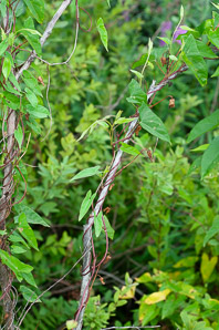 Calystegia sepium (hedge morning glory, larger bindweed, hedge bindweed, hedge false bindweed)