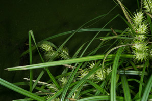 Carex lupulina