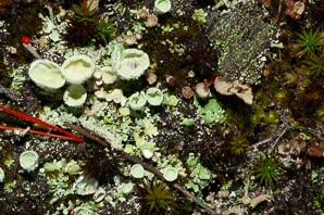 Cladonia coccifera (madame’s cup lichen)