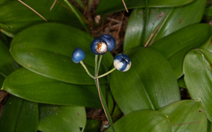 Clintonia borealis (yellow clintonia, bluebead lily, blue-bead lily, clintonia, Clinton's lily, corn lily, cow tongue, yellow beadlily, yellow bluebeadlily, snakeberry, dogberry, straw lily)