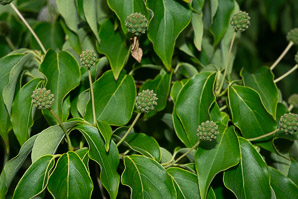 Cornus florida (flowering dogwood)