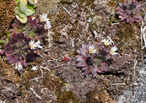Draba verna (spring draba, spring whitlow-mustard, spring Whitlow-grass)