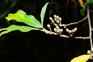 Elaeagnus umbellata (autumn olive, Japanese silverberry)