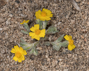 Eriophyllum lanatum (woolly daisy, yellow woolly-daisy)