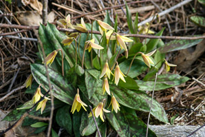 Erythronium americanum (trout lily, yellow trout-lily, dogtooth violet)