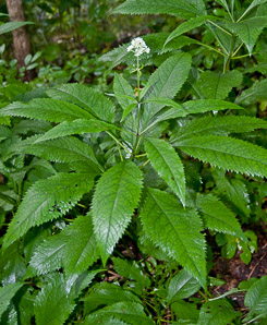Eutrochium purpureum (sweet-scented Joe-Pye weed, sweet Joe-Pye weed, trumpet weed)