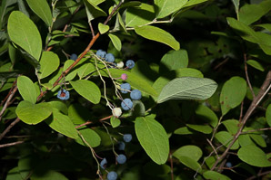 Gaylussacia frondosa (blue huckleberry, dangleberry, hairy dangleberry)