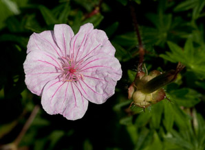 Geranium ‘Pink (hardy geranium, cranesbill)