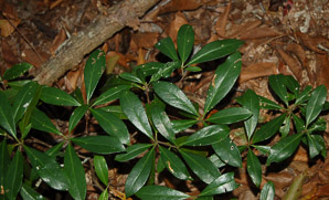 Gordonia lasianthus (loblolly bay)