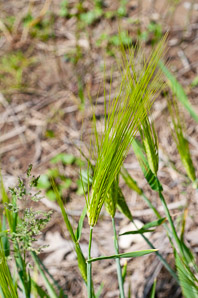 Hordeum vulgare (barley)