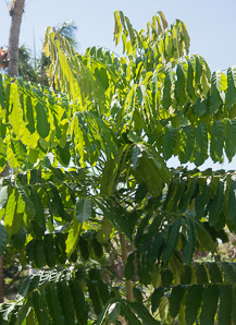 Khaya anthotheca (East African mahogany, Nyasaland mahogany, red mahogany, white mahogany)