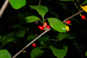 Lindera benzoin (spicebush, northern spicebush)