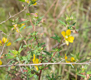 Ludwigia octovalvis (Mexican primrosewillow, primrose willow)