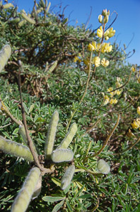 Lupinus arboreus (yellow bush lupine, bush lupine)