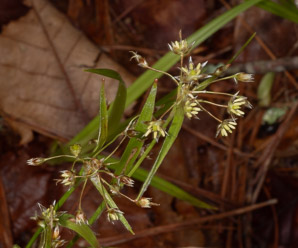 Luzula acuminata (hairy wood rush)