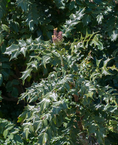 Mahonia bealei (leatherleaf mahonia)