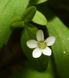 Moehringia lateriflora (blunt-leaved grove-sandwort, bluntleaf sandwort)