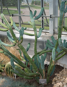 Myrtillocactus cochal (cochal, candelabra cactus)