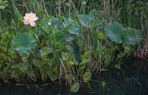 Nelumbo nucifera (pink lotus)