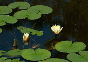 Nymphaeaceae (water lily)