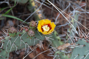Opuntia macrocentra (long-spined prickly pear, black spine prickly pear, purple pricklypear)