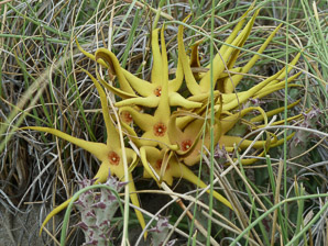Orbea lutea (yellow carrion flower)