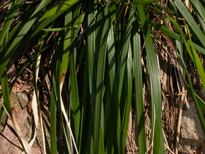 Oryzopsis asperifolia (rough-leaved rice grass)