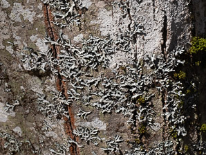 Parmelia squarrosa (bottlebrush shield lichen)