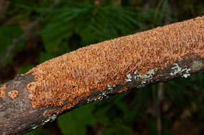 Phellinus ferruginosus (cinnamon porecrust)