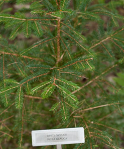 Picea glauca (white spruce, Canadian spruce, skunk spruce, cat spruce, black hills spruce, western white spruce, Alberta white spruce, porsild spruce)