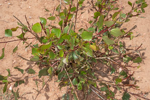 Populus nigra (black poplar)