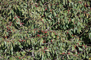Prunus emarginata (bitter cherry)
