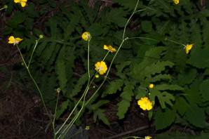 Ranunculus acris (buttercup, tall buttercup, meadow buttercup, common buttercup)