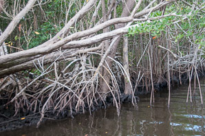 Rhizophora mangle (red mangrove)