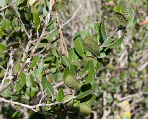 Rhus integrifolia (lemonadeberry, lemonade berry, lemonade sumac)