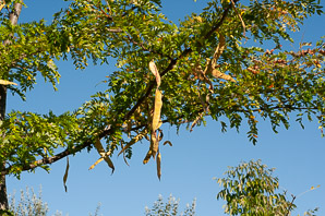 Robinia pseudoacacia (black locust)