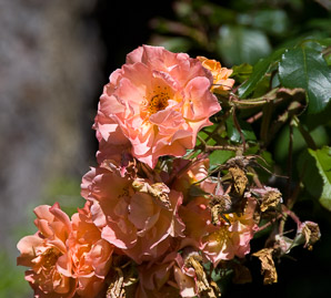 Rosa L. (rose, dwarf rose)