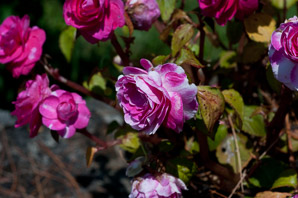 Rosa L. (rose, dwarf rose)