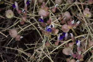 Salazaria mexicana (paperbag bush, bladder sage)