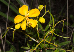 Senna mexicana (Chapman’s wild sensitive plant, Bahama cassia)