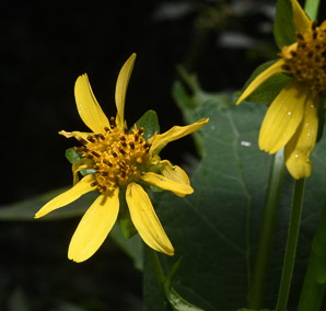 Smallanthus uvedalius (yellow-flowered leafcup, hairy leafcup, bear’s foot)