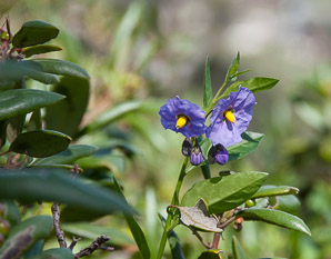 Solanum parishii (Parish’s purple nightshade)